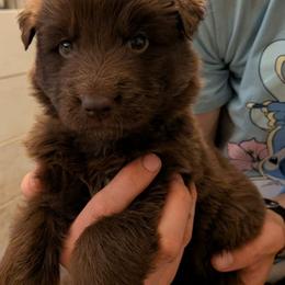 Green collar - Liver male German Shepherd puppy in Garrett, Indiana from Devil-Dog Shepherds