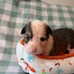 1 - Sable male Pembroke Welsh Corgi puppy in Boyd, Texas from Barker's Corgis