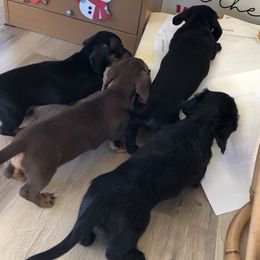 Dachshund Puppies from Doxie Acres