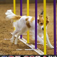 Jazz - Nederlandse Kooikerhondje