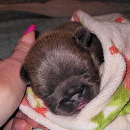 French Bulldog Puppies from 4 Leaf Frenchies