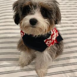 Aussiedoodle, Bernedoodle, and Goldendoodle Puppies from Little Golden Farm