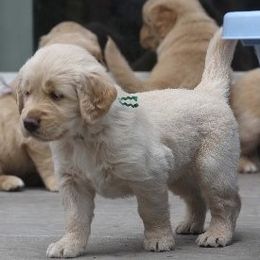 Golden Retrievers from Anne's Golden Retrievers