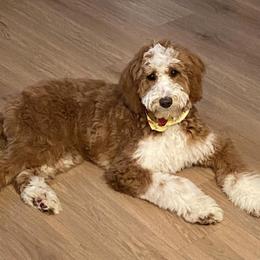 Aspen - Goldendoodle