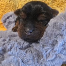 Layla - Black and tan female Yorkshire Terrier puppy in Clermont, Florida from Bella's Prissy Butts