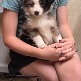 Victoria - Blue merle female Toy Australian Shepherd puppy in Leonard, Texas from Tin Roof Aussies