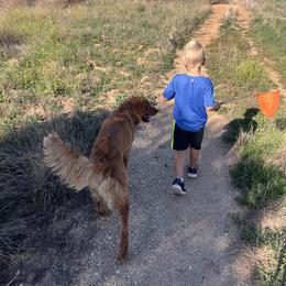 Golden Retriever All Grown Up from Coppertown Retrievers