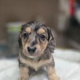 Maverick - Black and cream male Dachshund puppy in Oklahoma City, Oklahoma from OkieDoxieland Dachshunds