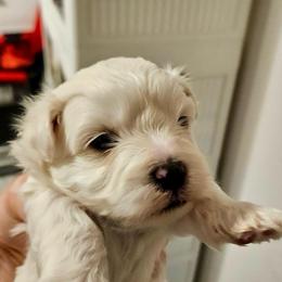 Tiger boy 3 (purple) - White and buff male Bichon Frise puppy in Lavon, Texas from Sissy’s Heavenly Paws