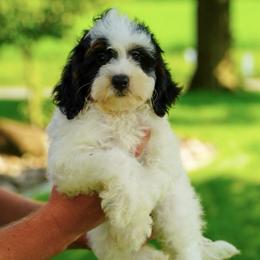 Kansas - Black and white female Bernedoodle puppy in Dundee, Ohio from Down Home Doodle