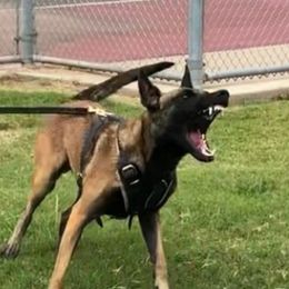 Chaos - Belgian Malinois