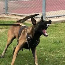 Chaos - Belgian Malinois