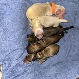 Dachshund Puppies from Monica’s Treasured Dachshunds