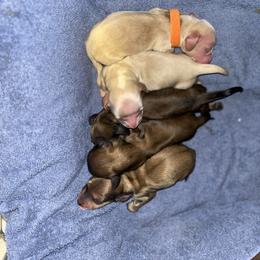 Dachshund Puppies from Monica’s Treasured Dachshunds
