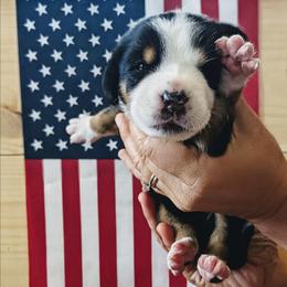 Purple Girl, Star - Black, white and red female Greater Swiss Mountain Dog puppy in Edinboro, Pennsylvania from Greater Swiss of Whitetail Acres