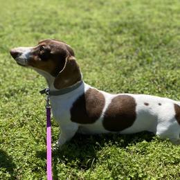 Prince - Dachshund