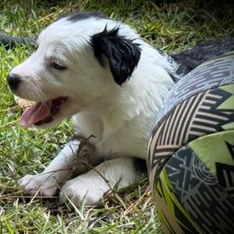 LUMIERE - Black and white male Border Collie puppy in New Bern, North Carolina from New Bern Border Collies