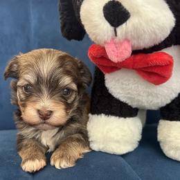 Boy 3 - Chocolate sable male Havanese puppy in Arizona from HavaDoggie