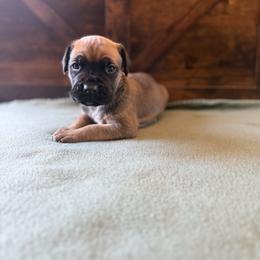 Cane Corso Puppies from Cowan Farms