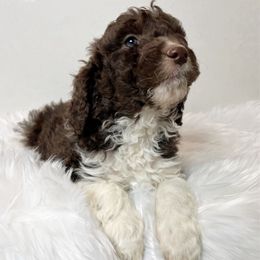 Price adjustment on Rocky - Brown and white male Aussiedoodle puppy in Clarkston, Washington from Doodle & poodle palace