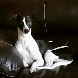 Jasmine - Whippet