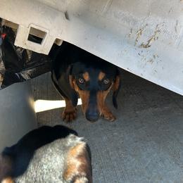 Frida - Black and tan female Dachshund puppy in El Paso, Texas from Stella's Lone Star Kennels