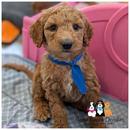 Sebastian - OFA-Genetics-2 yr warranty. - Apricot male Goldendoodle puppy in Jeddo, Michigan from Apple Creek Doodles