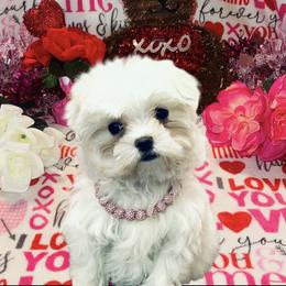 Angel TEACUP - White female Maltese puppy in Monticello, Iowa from Ashley’s Puppies