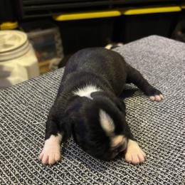 Bobby - Black and white male Boston Terrier puppy in Covington, Georgia from Tuxedo Bostons of Atlanta