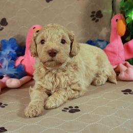 Apollo - Cream male Aussiedoodle puppy in Colonial Beach, Virginia from Bristol Mine Kennels