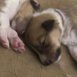 Collie Puppies from Highland Moor Kennel