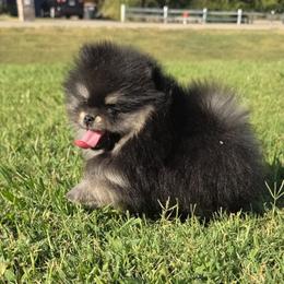 Cannon - Black and tan male Pomeranian puppy in Anna, Texas from Fantasy Pomeranians & Fantasy Aussies