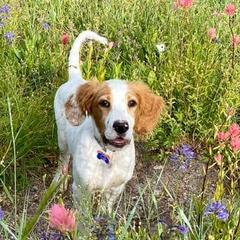 English Setter Puppies from English Setters of the Eyrie