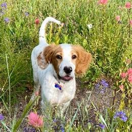 English Setter Puppies from English Setters of the Eyrie