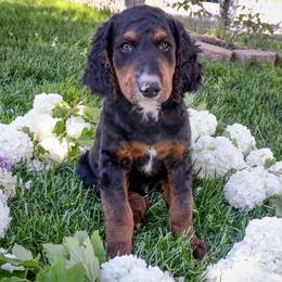 Bernedoodle, Cavapoo, and Goldendoodle Puppies from PJs Puppy Love GOLD level GANA Breeder