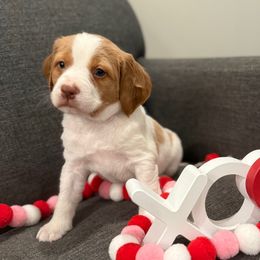 Gibson - White and orange Brittany puppy in Dickson, Tennessee from Sandridge Brittanys