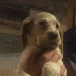 Girl 3 - Orange belton English Setter puppy in Spruce Pine, North Carolina from Violet Hill English Setters