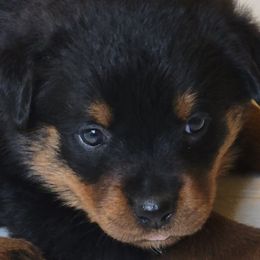Girl 2 - Black and mahogany female Rottweiler puppy in Snohomish, Washington from Sky Valley Rottweilers