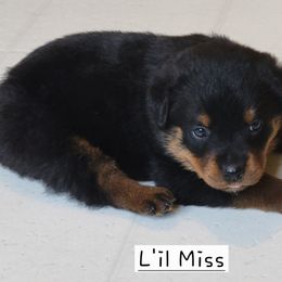 Girl 2 - Black and mahogany female Rottweiler puppy in Snohomish, Washington from Sky Valley Rottweilers