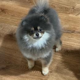 Bluey - Pomeranian