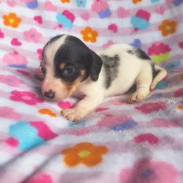Freckle - Piebald male Dachshund puppy in Opelika, Alabama from Dachshund Darlins