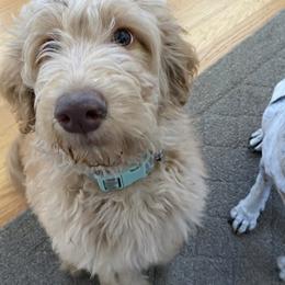 Goldendoodle Puppies from Lundee Doodles