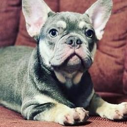 Brandy - French Bulldog