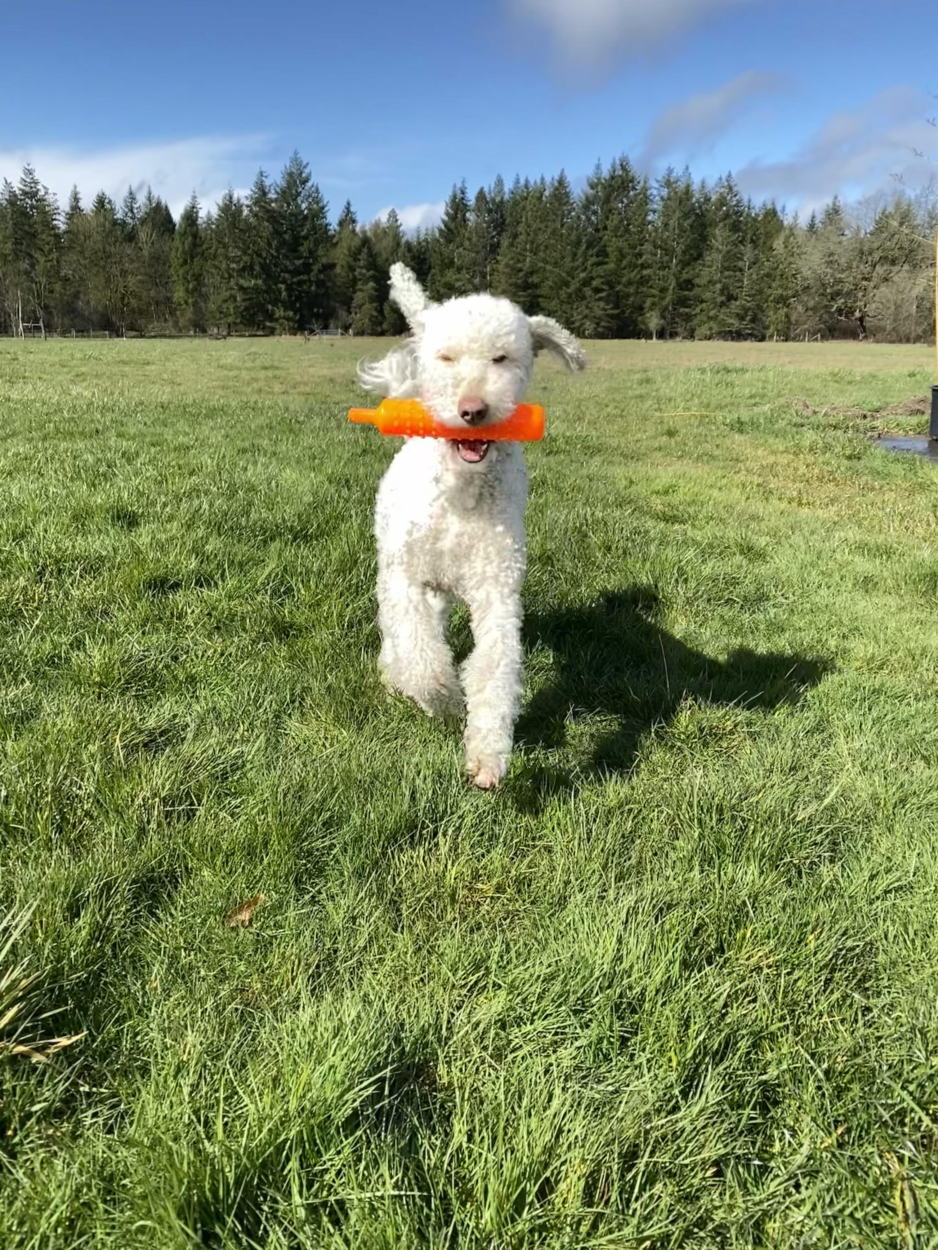 Mochi