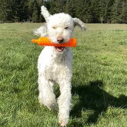 Mochi - Labradoodle
