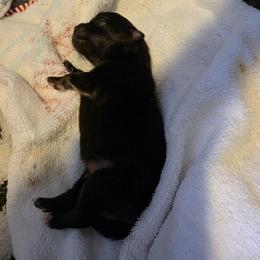 Coal - Wolf sable male Pomeranian puppy in Sanford, Florida from Serena's Poms