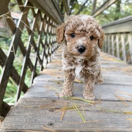 Pete (blue collar) - Apricot male Cavapoo puppy in Wamego, Kansas from Doodles of Oz