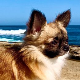 Noel - Chihuahua