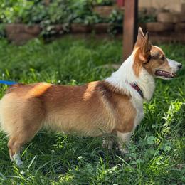 Tallie - Pembroke Welsh Corgi