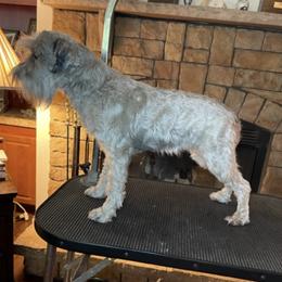 Miniature Schnauzers from Treasureland Schnauzers